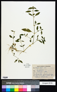 Rungia repens image