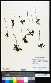 Stenandrium droseroides image