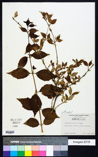 Thunbergia erecta image