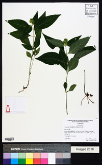 Yeatesia viridiflora image