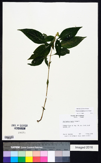 Yeatesia viridiflora image