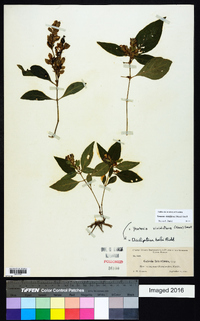 Yeatesia viridiflora image