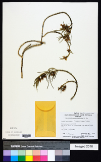 Image of Eremophila oppositifolia