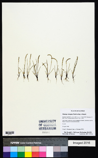 Plantago elongata subsp. elongata image