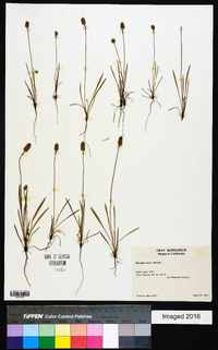 Plantago erecta image