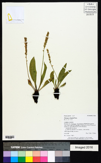 Plantago eriopoda image