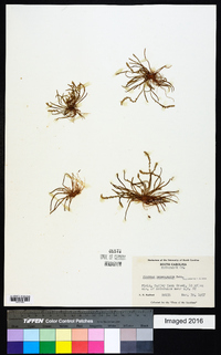 Plantago heterophylla image