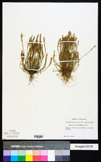 Plantago heterophylla image