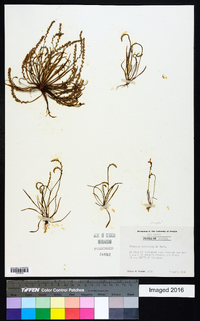 Plantago heterophylla image