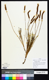 Plantago hookeriana image