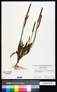 Plantago hookeriana image