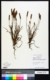 Plantago hookeriana image