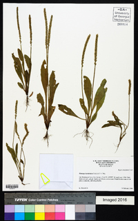 Plantago hookeriana image