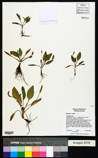 Plantago major image