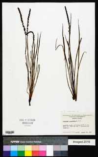 Plantago maritima image