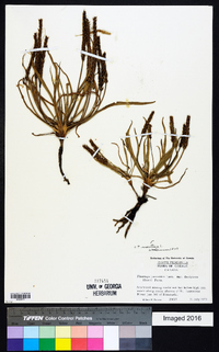 Plantago maritima image