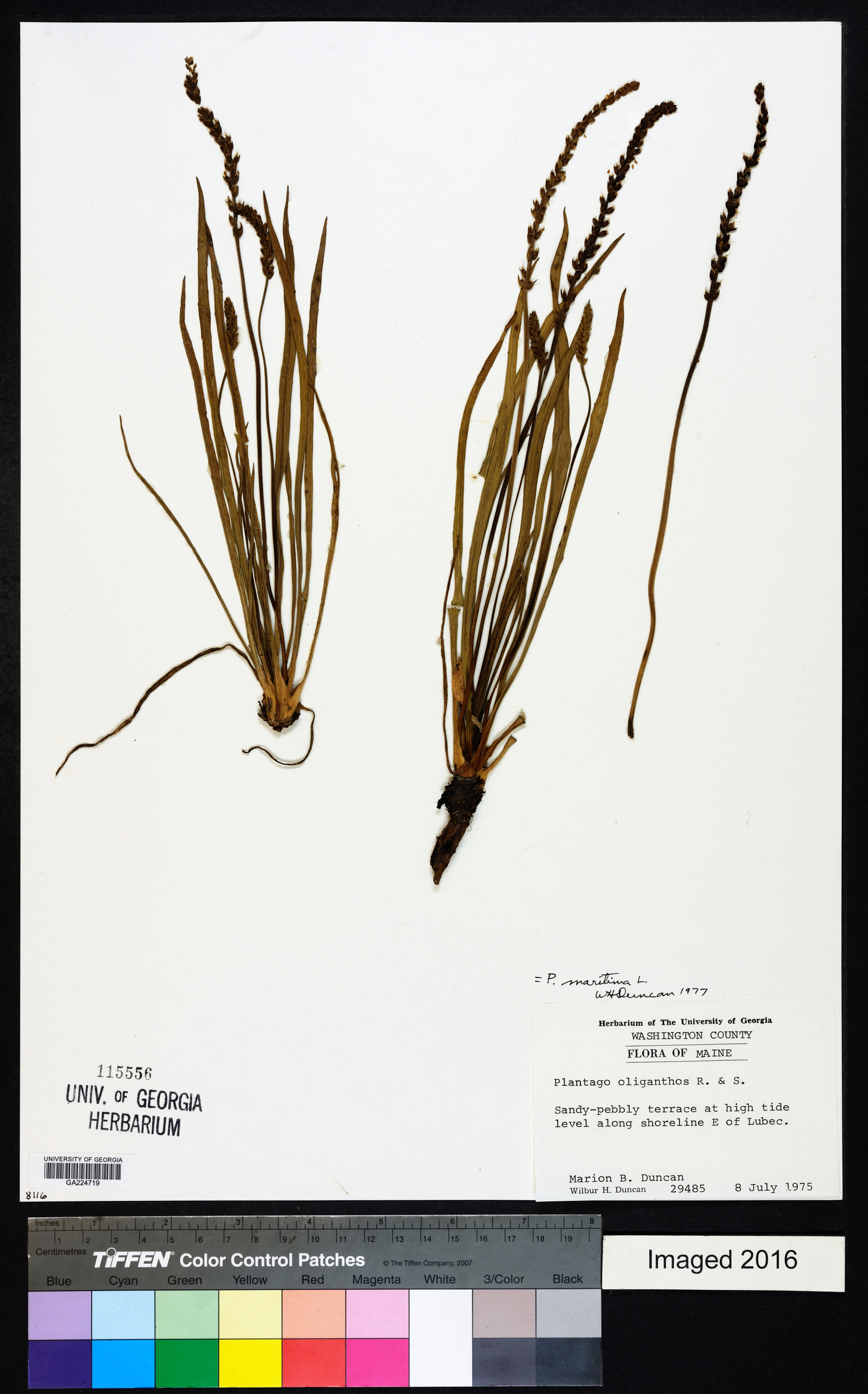 Plantago maritima image