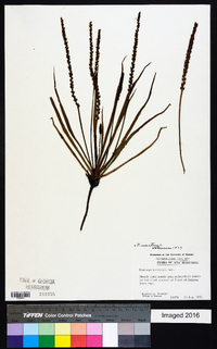 Plantago maritima image