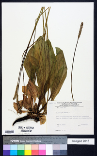 Plantago media image