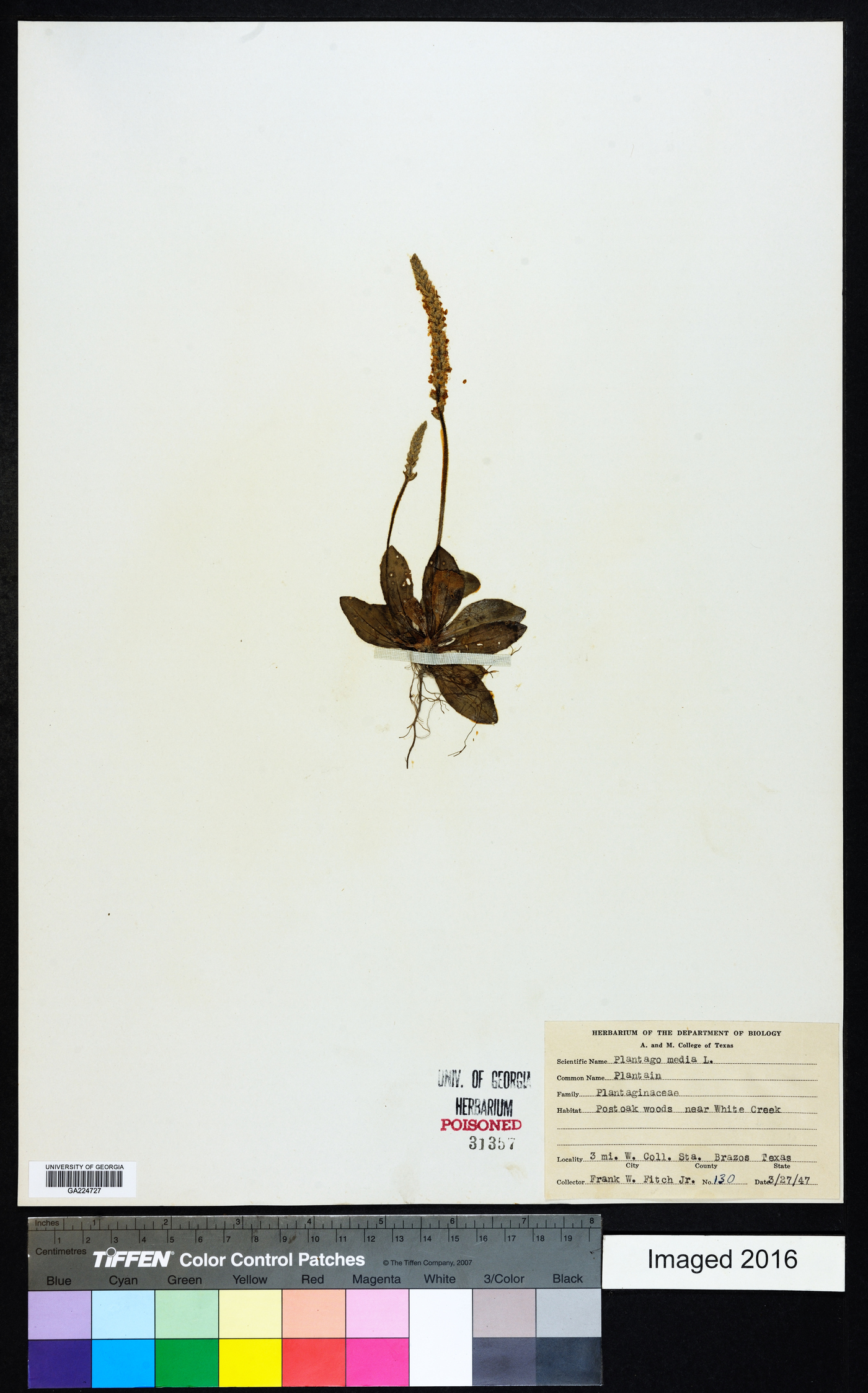Plantago media image