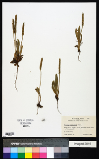 Plantago rhodosperma image