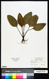 Plantago rugelii image