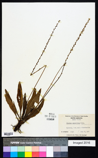 Plantago sparsiflora image