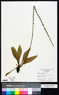 Plantago sparsiflora image