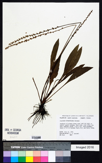 Plantago sparsiflora image