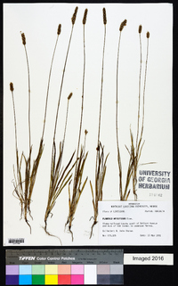 Plantago wrightiana image