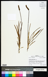 Plantago wrightiana image