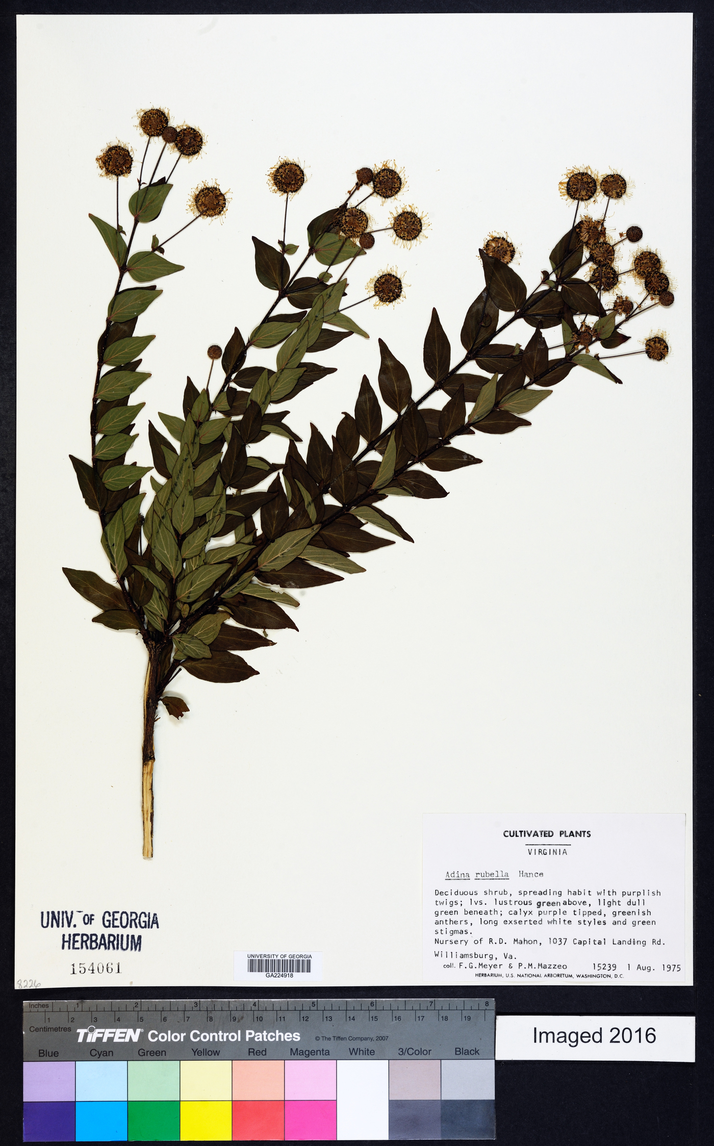 Adina rubella image
