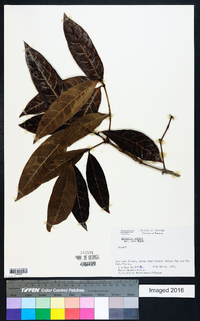 Alibertia edulis image