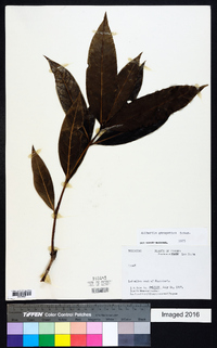 Media resource of Cordiera garapatica