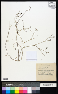 Asperula aristata image