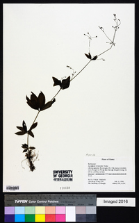 Image of Asperula lasiantha
