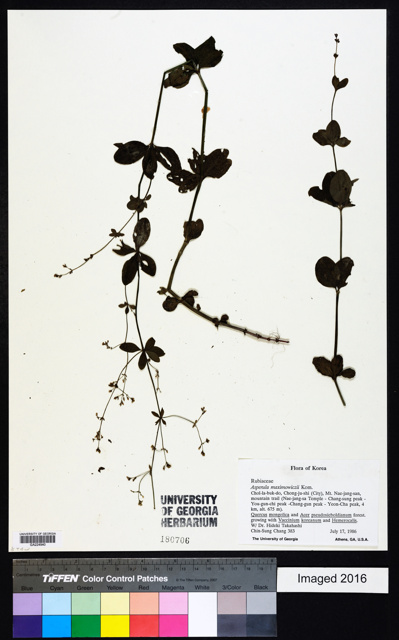 Galium maximowiczii image