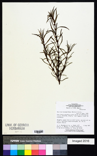 Spermacoce hyssopifolia image