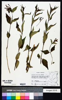 Bouvardia gracilipes image