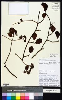 Image of Calycophyllum multiflorum