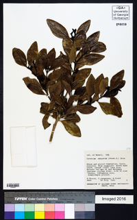 Canthium odoratum image