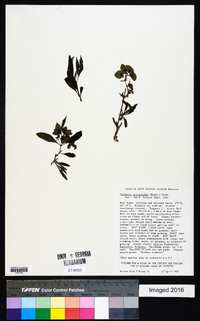 Media resource of Dirichletia glaucescens