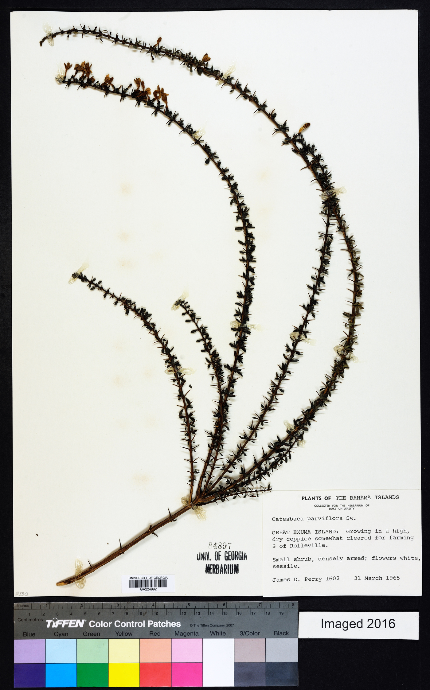 Catesbaea parviflora image