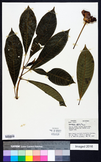 Cephaelis elata image