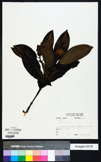 Cephaelis elata image