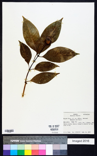 Cephaelis elata image