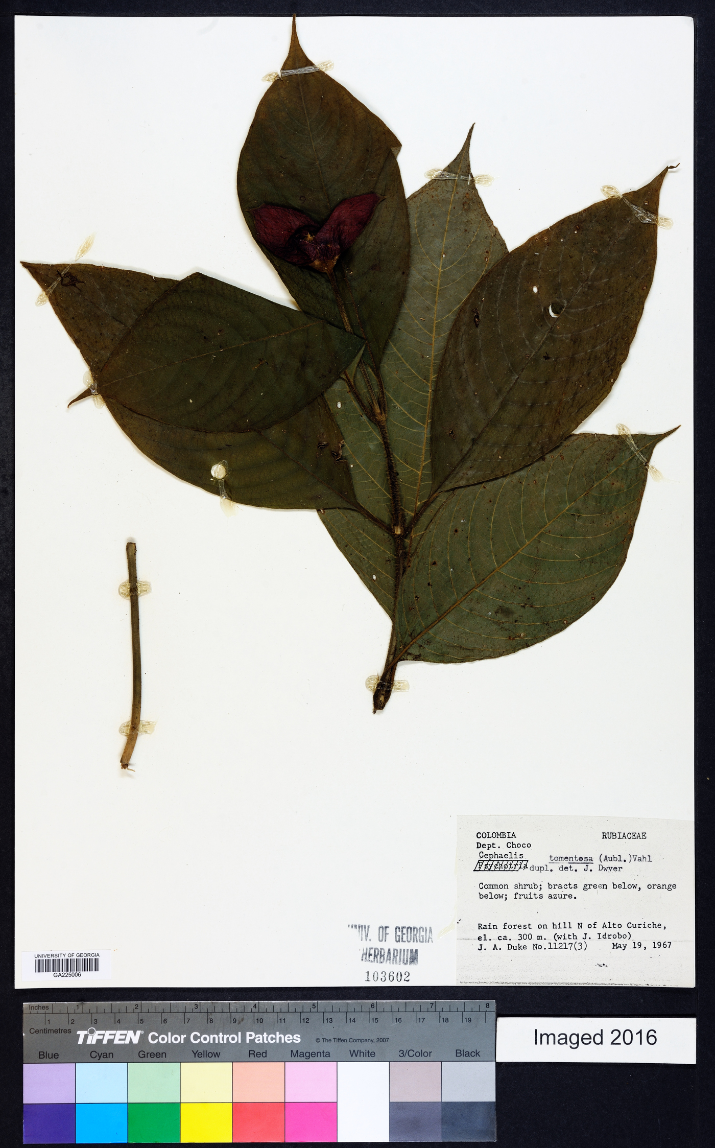 Psychotria poeppigiana image