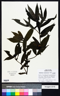 Psychotria iodotricha image