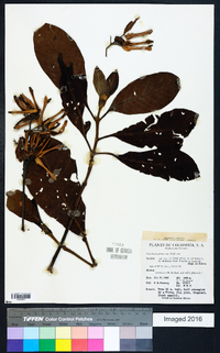 Cinchona pubescens image