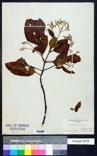 Cinchona officinalis image